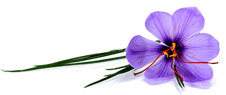 Fleur de Safran