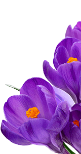 Saffron Crocus flower